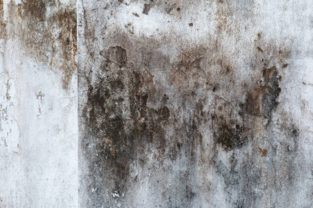 Best Attic Mold Removal  in Springdale, NJ