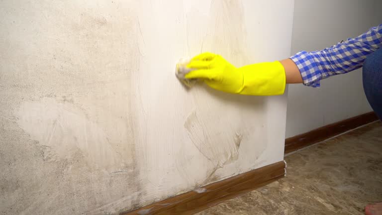 Best Basement Mold Removal  in Springdale, NJ