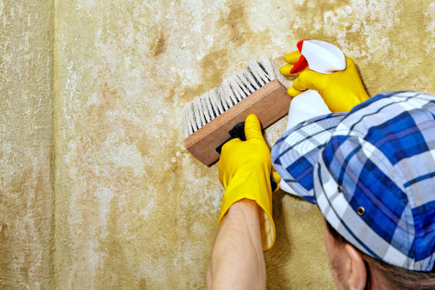 Best Airborne Mold Testing  in Springdale, NJ
