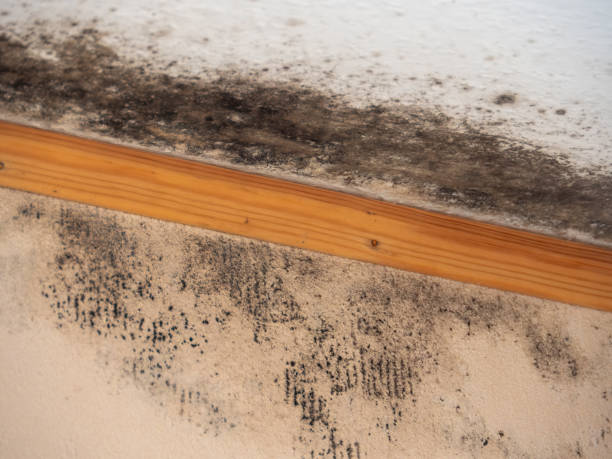 Best Asbestos and Lead Testing During Mold Inspection  in Springdale, NJ