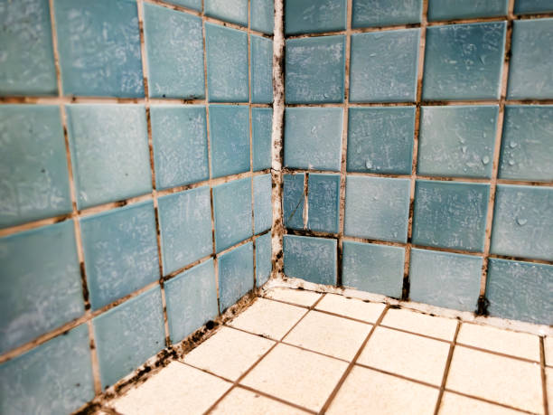 Asbestos and Lead Testing During Mold Inspection in Springdale, NJ
